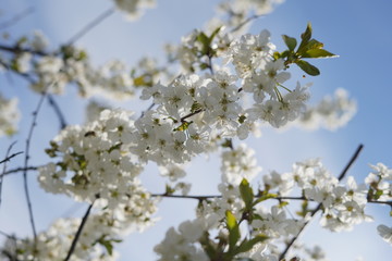Spring with a beautiful blooming cherry garden. Working bees in the background.