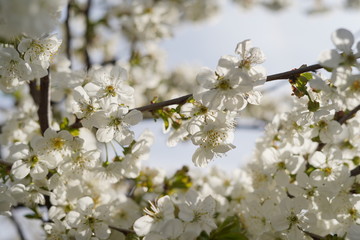 Spring with a beautiful blooming cherry garden. Working bees in the background.