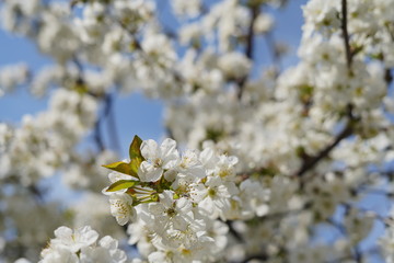 Spring with a beautiful blooming cherry garden. Working bees in the background.