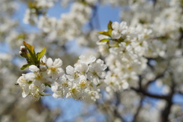 Fototapeta premium Spring with a beautiful blooming cherry garden. Working bees in the background.