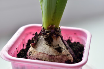 Hyacinth bulb for seedlings in a pot in the spring