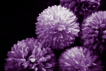 Beautiful abstract color blue pink and purple flowers on black background and blue graphic white flower frame and pink leaves texture, purple background, colorful graphics banner 