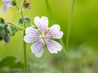 Geranium renardii flowering herbaceous perennial plant