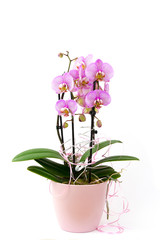 Naklejka na ściany i meble Beautiful pink orchid in a pot - phalaenopsis
