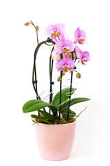 Fototapeta na wymiar Beautiful pink orchid in a pot - phalaenopsis
