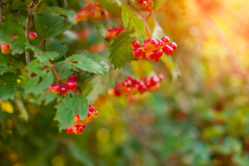 Viburnum red bunch. Sunny autumn garden