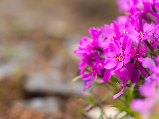 Phlox douglasii (tufted phlox, Columbia phlox) purple blossom of perennial herb