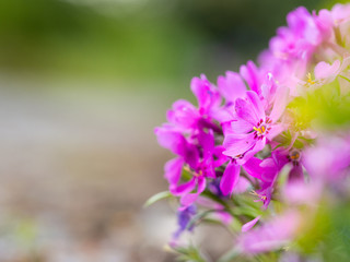 Phlox douglasii (tufted phlox, Columbia phlox) purple blossom of perennial herb