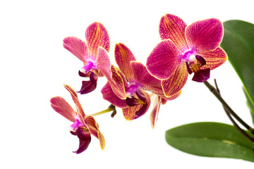 Beautiful pink  and orange orchid  - phalaenopsis
