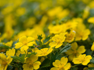 Potentilla reptans ( creeping cinquefoil, European cinquefoil) plant blooming with yellow flowers