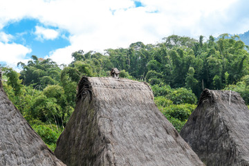 A close up on a straw rooftops of the traditional Bena village in Bajawa, Flores, Indonesia. There...