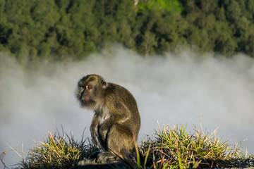 A cheeky monkey sitting on the rim of Kelimutu Volcano on Flores, Indonesia. The monkey is fixated on one point. There is a dense fog in the volcano's crater. Wild animal in natural habitat.
