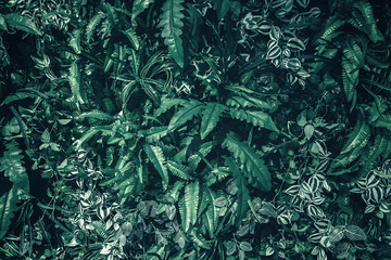 Naklejka na ściany i meble Beautiful nature background of vertical garden with tropical green leaf 