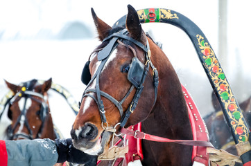 Obraz premium Horse in Russian national harness
