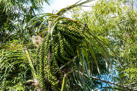 Close up on a tree with small green fruits, attached to strings. There are plenty of fruits on each string. The tree looks exotic, palm like. Exotic fruits. Fresh green colors of the leaves and fruits