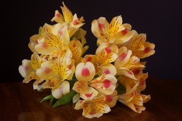 Yellow alstroemeria flowers, Peruvian lily or lily of the incas