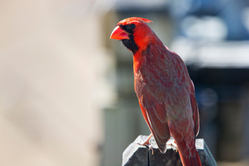 Red Cardinal Northern Ready to Fly Off