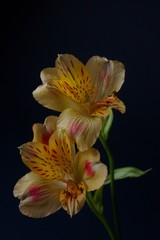Fototapeta premium Yellow alstroemeria flowers, Peruvian lily or lily of the incas