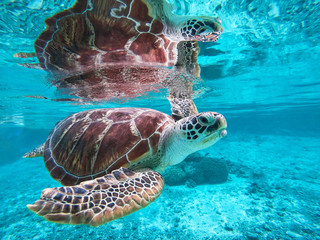 A sea turtle swimming underwater 