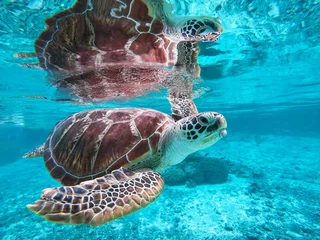 Fotobehang A sea turtle swimming underwater  © eddie