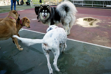 Obraz na płótnie Canvas Dogs playing in the park