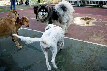 Dogs playing in the park