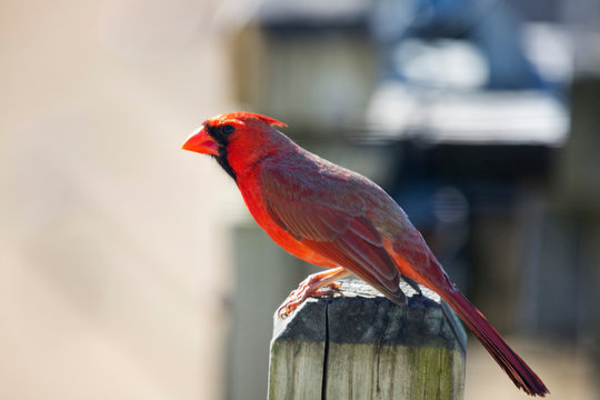 Red Cardinal Northern Ready to Fly Off