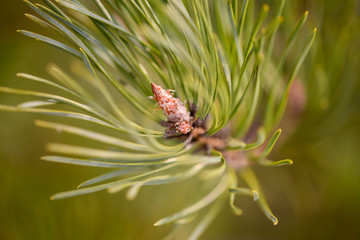 pine branch with swollen Bud