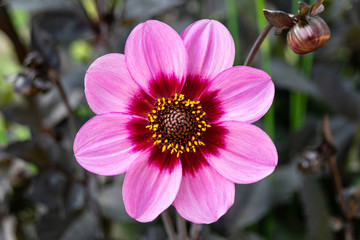 Fototapeta premium mittig platzierte Blume mit rosa verlaufenden Blütenblättern im Sommer
