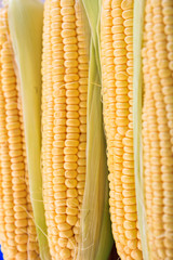 Corn cobs with skins background, vertical view.