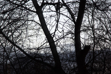Black tree branches against the sky. Loneliness and sadness of nature. Background. Texture.
