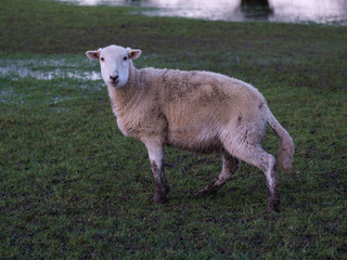 Sheep ready to move in a flood