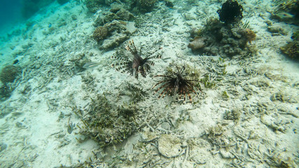 A pair of lionfish swimming between the coral reef in the nearby of Komodo Island, Indonesia. A genus of venomous marine fish, dangerous and beautiful creature. Natural habitat