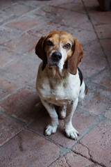 canine friend