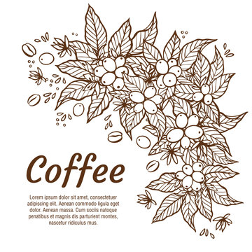 Vector Banner Template With Branches Of Coffee Tree With Flowers, Leaves, Berries And Beans. Border Coffee Plant