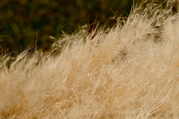 Pampasgras Makro
