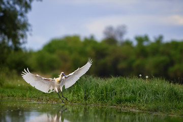 Eurasian Spoonbill - Platalea leucorodia, beautiful large fresh water bird from Euroasian lakes and swamps, Hortobagy, Hungary. - obrazy, fototapety, plakaty