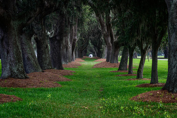 Obraz premium Old Oak trees in a line
