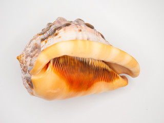 Shell in front of a white Backround with closeup focus