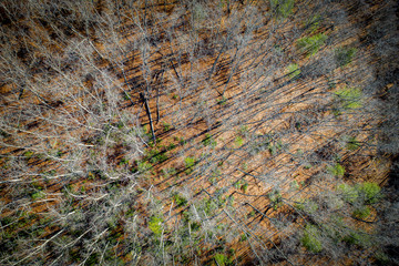 drone view of fall ground