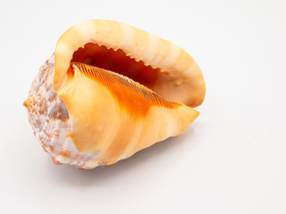 Shell in front of a white Backround with closeup focus