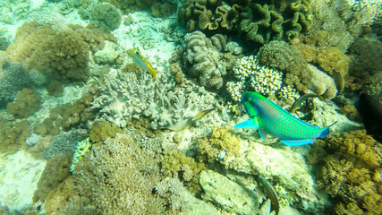 Vast coral reef in the region of Komodo Islands, Indonesia. The reef is shimmering with many colors. There is some sand on the ground. Few colourful fish around it. Natural marine habitat. Free diving