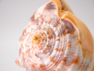 Shell in front of a white Backround with closeup focus