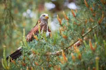 Red Kite on a branch (Milvus milvus)