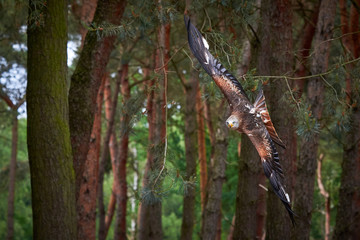 Red Kite in flight near forest (Milvus milvus) 