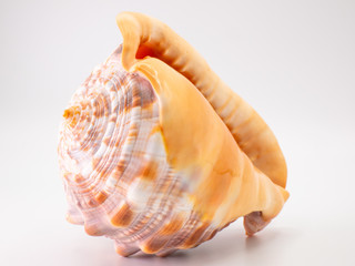 Shell in front of a white Backround with closeup focus
