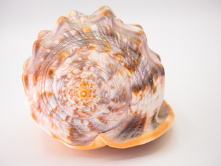 Shell in front of a white Backround with closeup focus