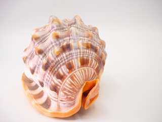 Shell in front of a white Backround with closeup focus