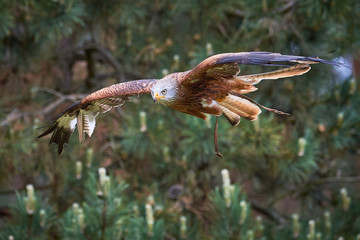 Red Kite in flight (Milvus milvus), Falconry	