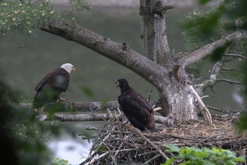 Feeding the Eaglet